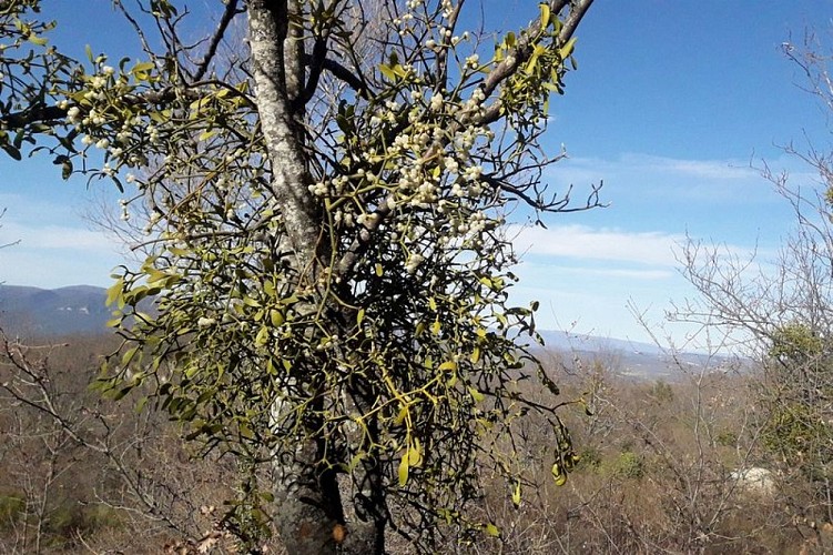 Gui blanc ou Gui du feuillu
