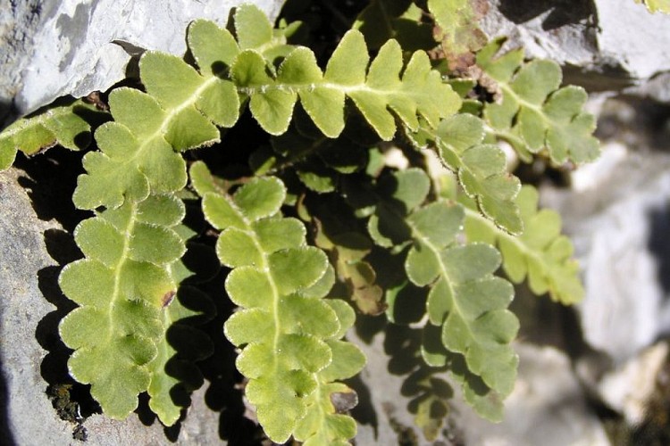 Doradille cétérach