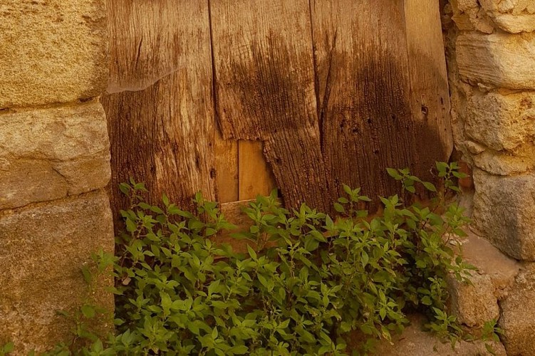 Pariétaire de Judée