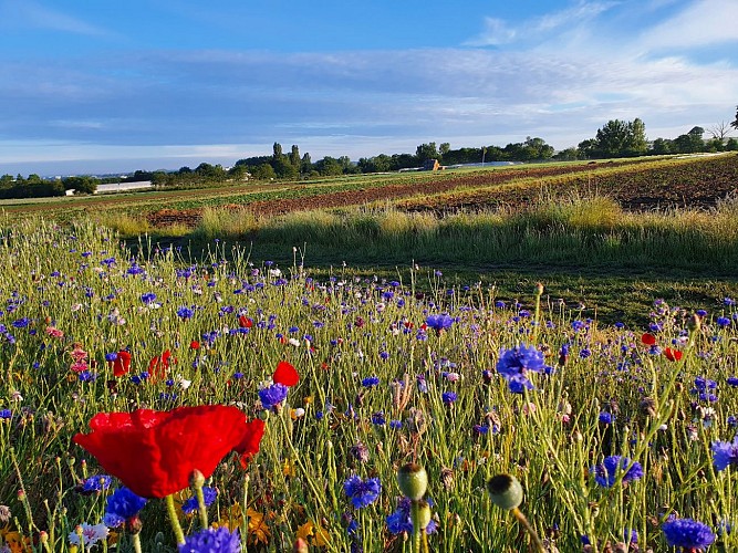 La cueillette de Bretignolles