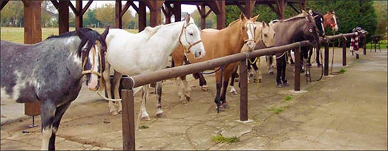 Chevaux