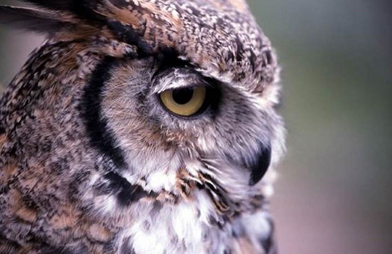 Hibou