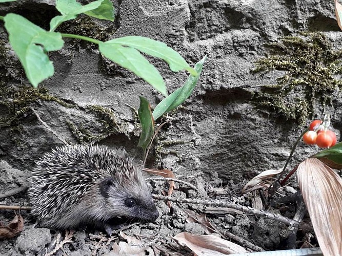 Gite - Maison La Grelinette