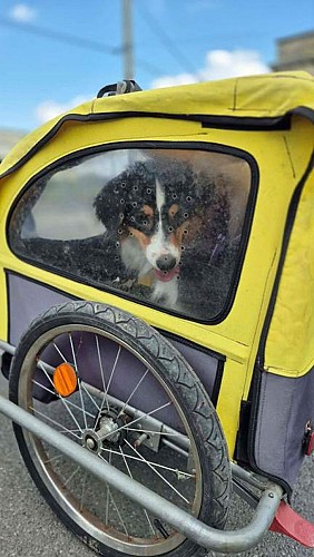 Location de remorque pour chien à vélo