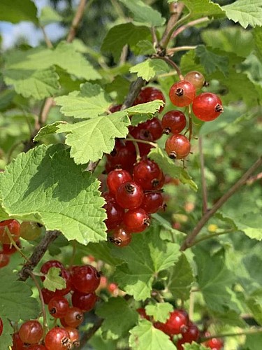 fete de la groseille