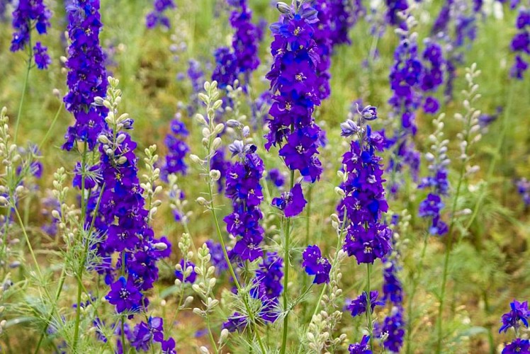 Atelier des Fleurs Séchées