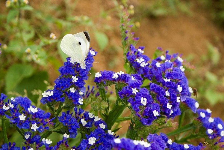 Atelier des Fleurs Séchées