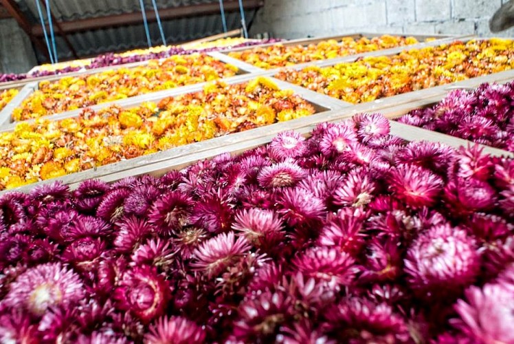 Atelier des Fleurs Séchées