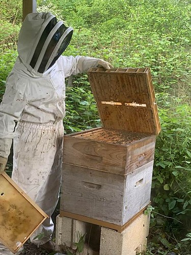 Démonstration autour d'une ruche