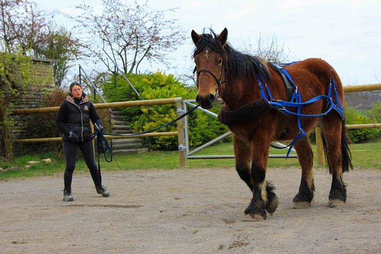 debourrage_cheval_trait_ardennais