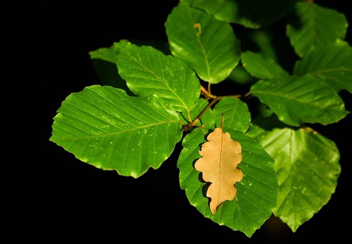 Arboretum de Ville-sur-Lumes