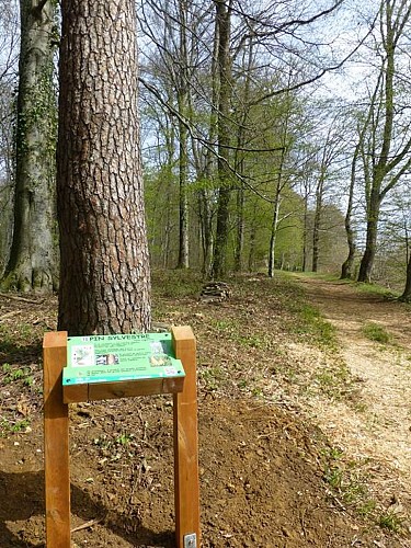 Arboretum de Vrigne Aux Bois