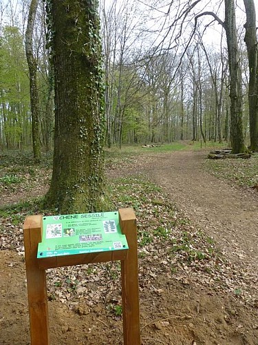 Arboretum de Vrigne Aux Bois