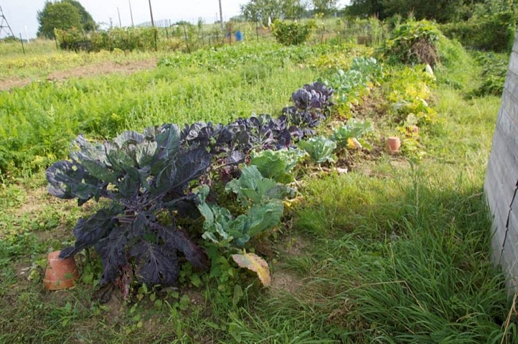 Les Jardins Ouvriers de Sedan (depuis 1892)