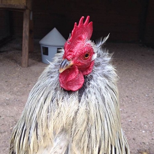 Parc Animalier de Saint-Laurent