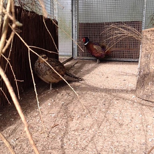 Parc Animalier de Saint-Laurent