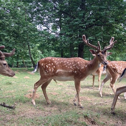 Parc Animalier de Saint-Laurent