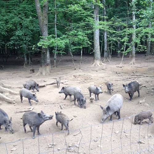 Parc Animalier de Saint-Laurent