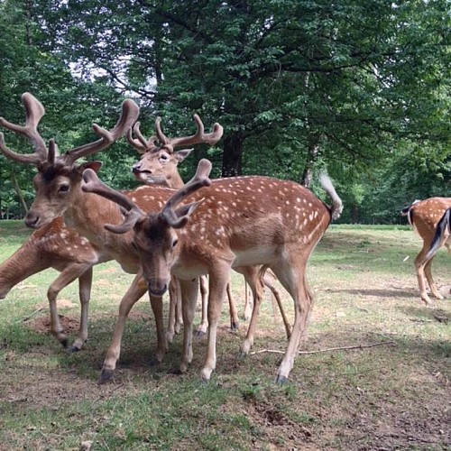 Parc Animalier de Saint-Laurent