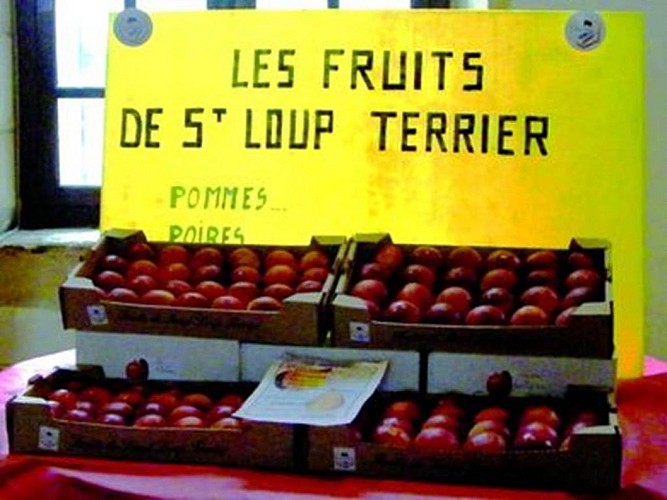 fruits de St Loup Terrier