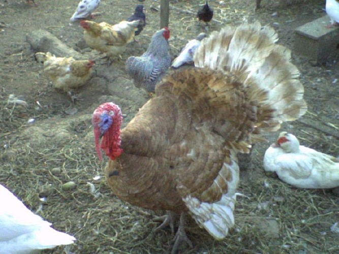 Dinde rouge des ardennes