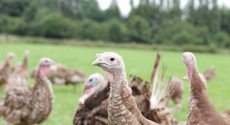 dinde_rouge_des_ardennes