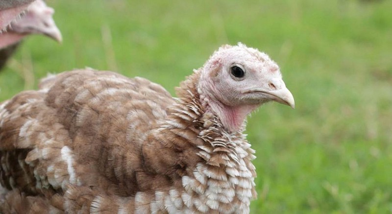 Dinde rouge des Ardennes