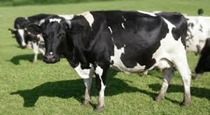 vache normande