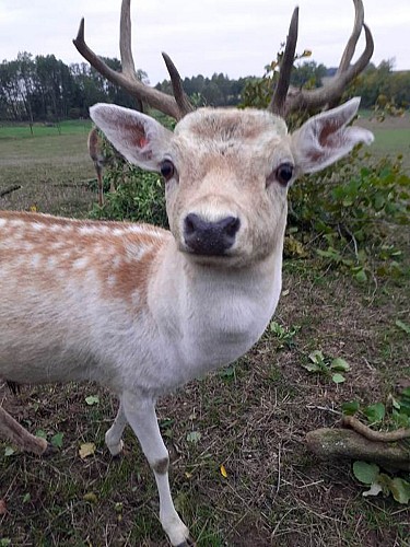 Gros plan sur un daim