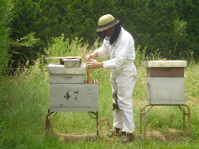 La Miellerie - récolte