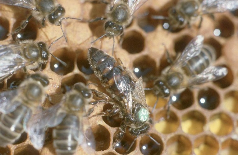 La Miellerie - gros plan sur les abeilles