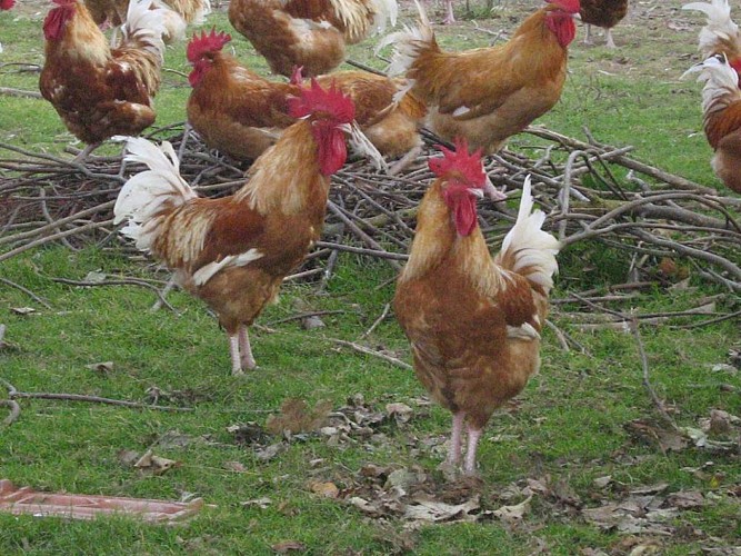 Les vollailes et agneaux de la ferme