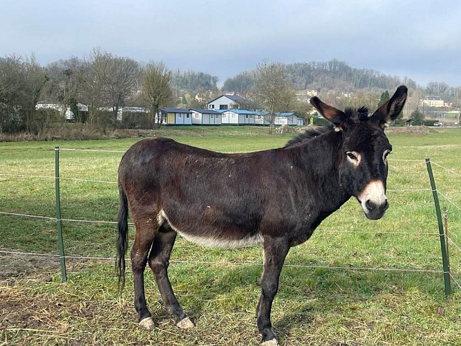 Camping Les Naïades - animaux