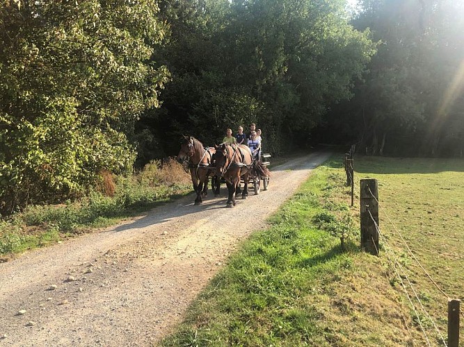 balade en calèche - Au rythme d'Arduinna