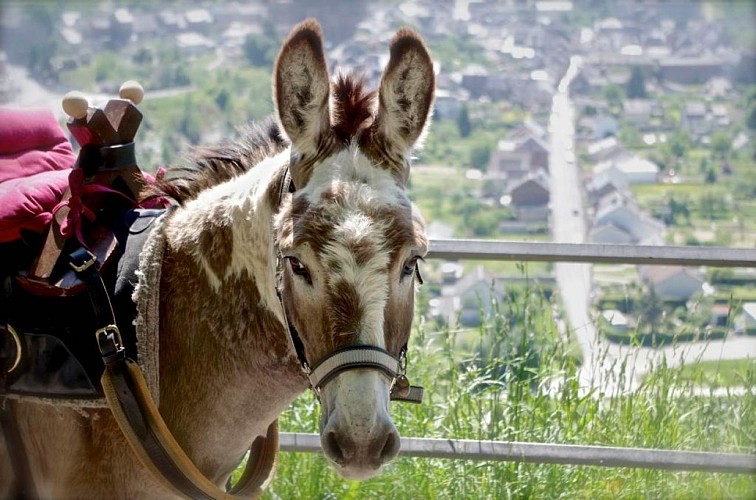Un Âne en Ardennes