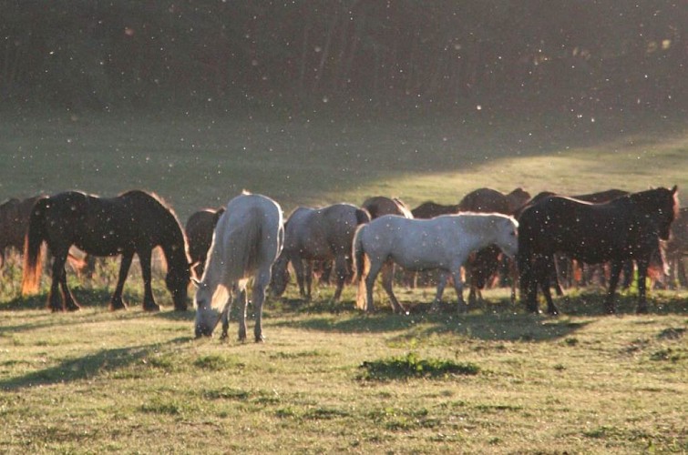 Ferme équestre de la Chenaie