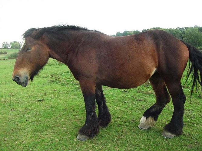 Ferme Equestre de la Yame