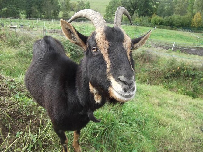 Ferme Equestre de la Yame