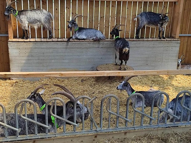 ferme des Domoiselles - chévrerie