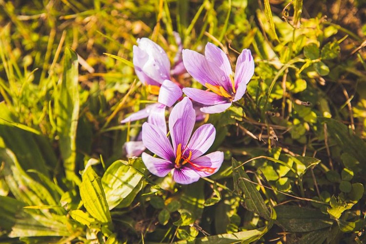 Safran en fleurs
