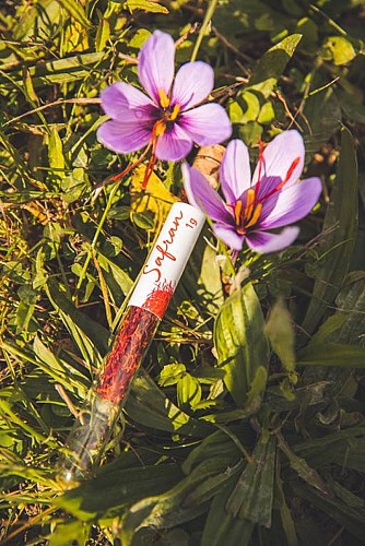 Safran en fleurs et pistils à cuisiner