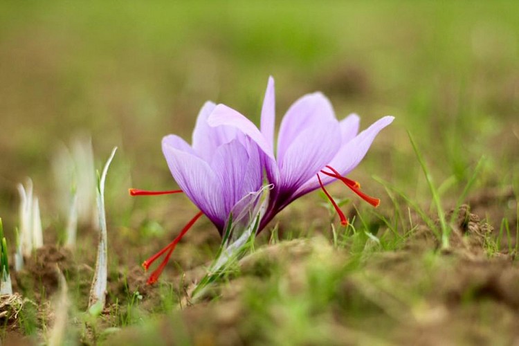 Le Safran, L'Or Rouge des Ardennes