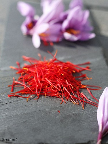 Le Safran, L'Or Rouge des Ardennes