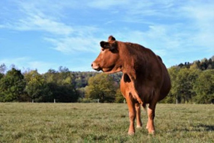 Les_délices_de_nos_herbages