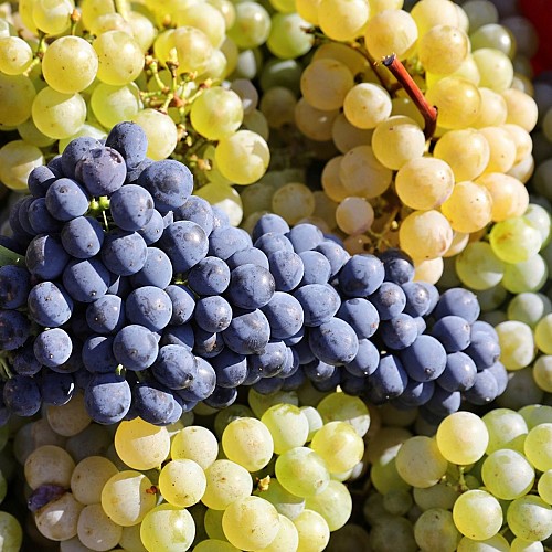 Domaine de Massougné