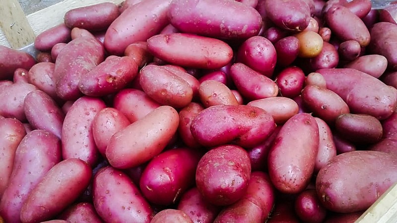 Les jardins de la Lupte