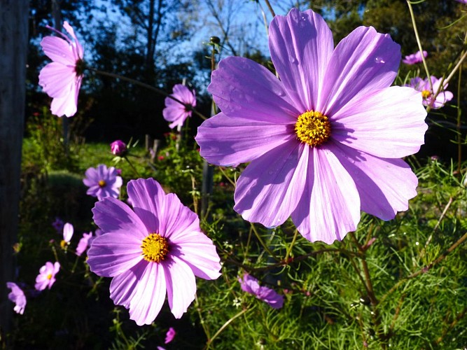 Les jardins de la Lupte