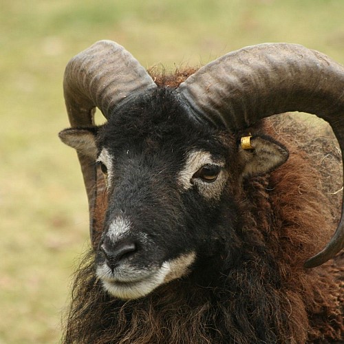 largeasse-ferme-rocher-branlant-mouton-saoy