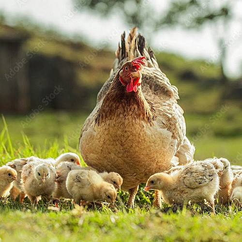 largeasse-ferme-rocher-branlant-volailles