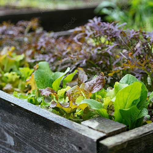 largeasse-ferme-rocher-branlant-mouton-potager
